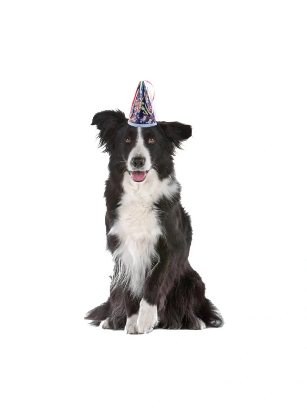Dog Party Hat - Brand New
